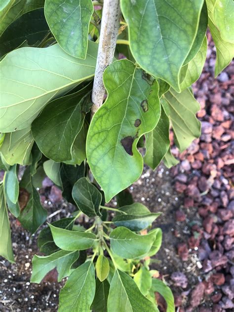 Sick Avocado Choquette Tree : r/plantclinic