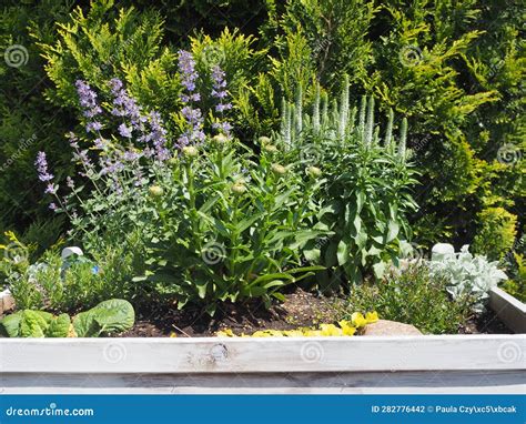 Russell S Weed And Catnip Catmint In Garden Raised Bed Stock Photo