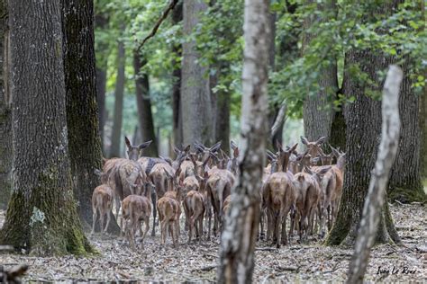 Cerfs Chevreuils Sangliers