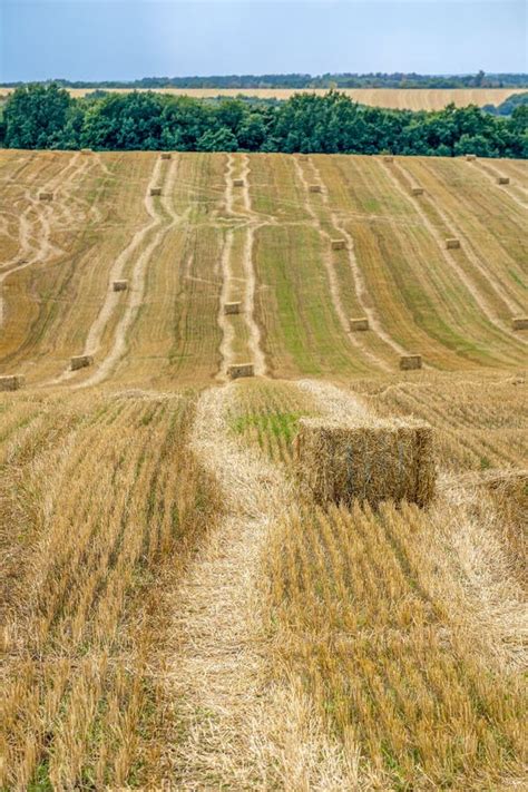 Briquetas Rectangulares De Paja Despu S De Cosechar Trigo En El Campo