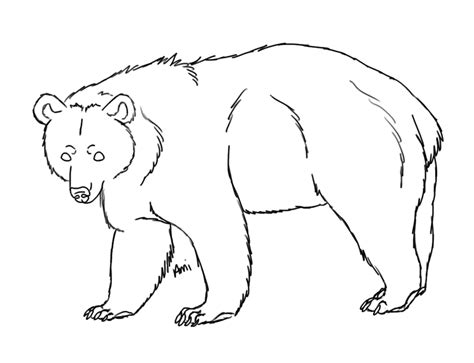 Free Bear Drawing, Download Free Bear Drawing png images, Free ClipArts ...