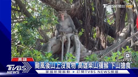 颱風後山上沒食物 高雄柴山獼猴 成群「下山搶食」｜tvbs新聞 Tvbsnews01 Youtube