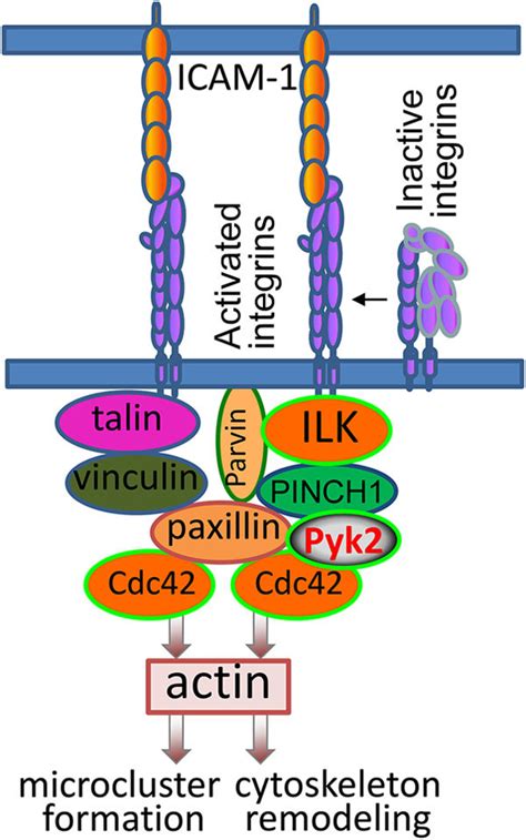 Schematic Illustration Of Integrin Mediated Signaling Pathway That