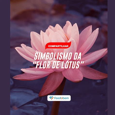 Simbolismo Flor De L Tus Portal Feedobem