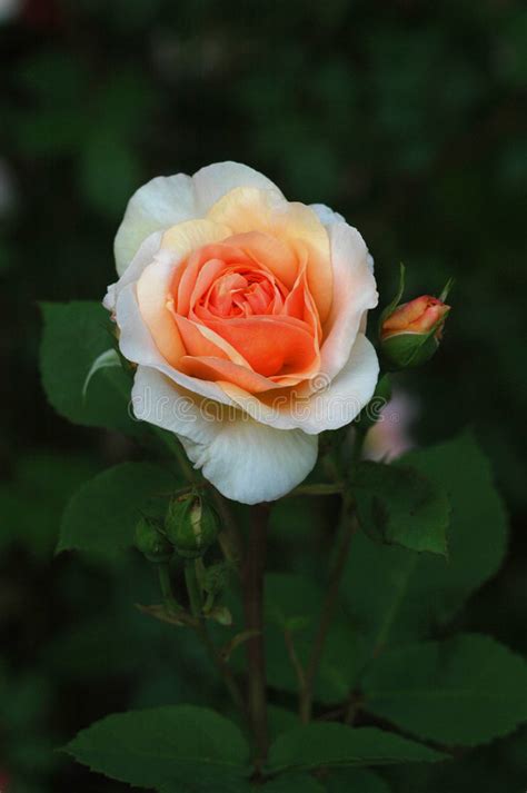 A Cor De Rosa Levantou Se Foto De Stock Imagem De Tecla Verde