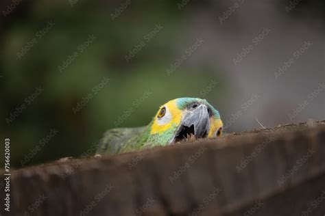 Amazona Aestiva Commonly Known As Papagaio Verdadeiro Is A Bird From