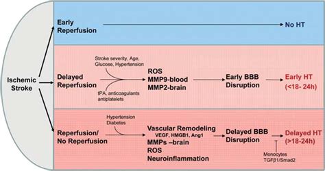 Hemorrhagic Stroke Pathophysiology