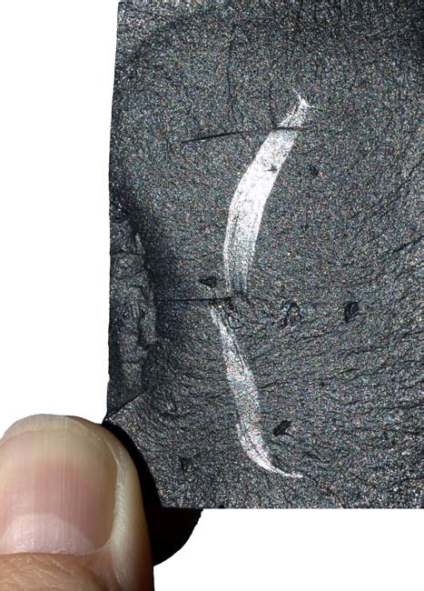 Burgess Shale Pikaia Gracilens CAST The Natural Canvas