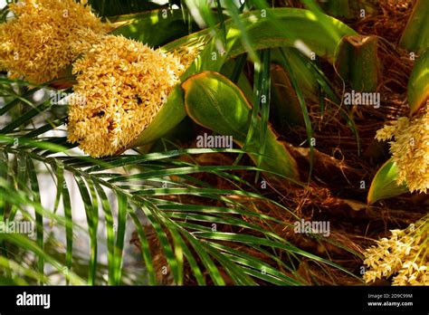 New Inflorescences Of A Pygmy Date Palm Tree Stock Photo Alamy