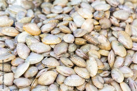fresh paphia undulata. Stock Photo | Adobe Stock