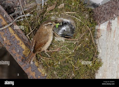 Winter Wren at Nest Stock Photo - Alamy