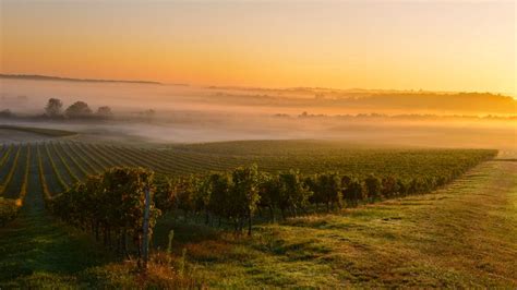 Sunrise at a vineyard in Bordeaux, France - Bing Gallery