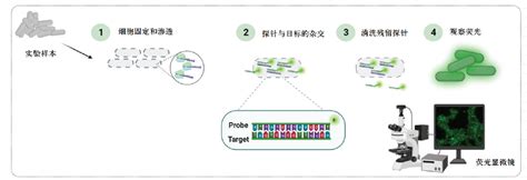 格微®甄选 16s18s Fish探针商品目录 格微生物科技（上海）有限公司