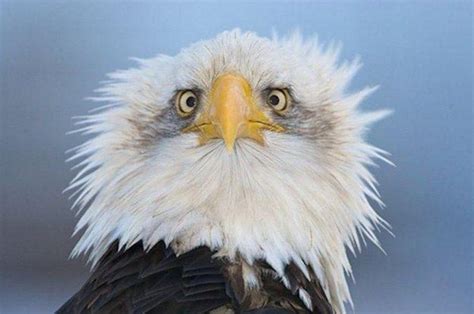 Here's Why Bald Eagles Are Always Photographed From The Side | Silly