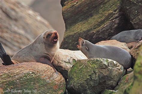 ADW: Arctocephalus forsteri: INFORMATION