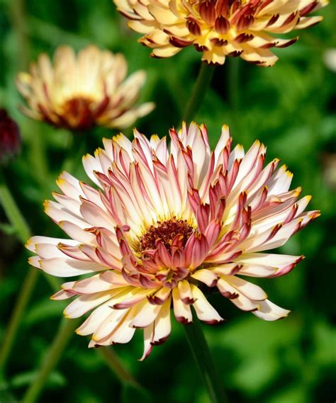 Calendula varieties: 16 pot marigolds for your garden | Gardeningetc