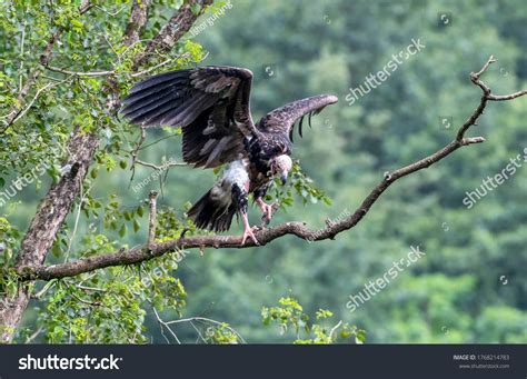 3 Pale Poop Images Images Stock Photos And Vectors Shutterstock