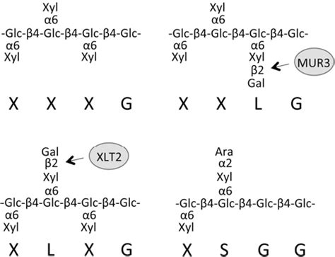 Figure From The Identi Fi Cation Of Two Arabinosyltransferases From