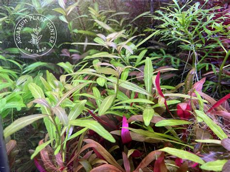 Hygrophila Polysperma Dwarf Hygrophila Plant Care Guide