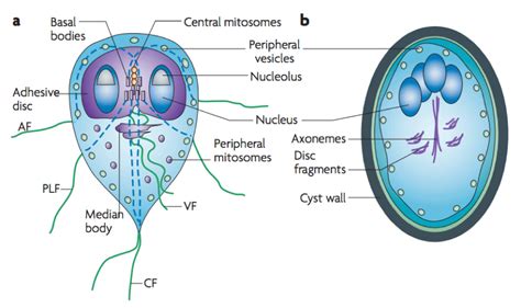 Giardia Lamblia Cyst Diagram