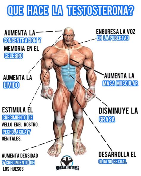 Que Hace La Testosterona Consejos De Entrenamiento Ejercicios De