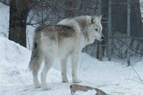 IWC 543 by CastleGraphics on DeviantArt