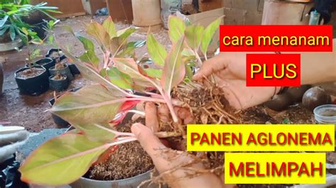 Cara Menanam Aglonema Dengan Stek Batang How To Multiply Aglonema