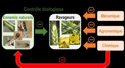 Les Moyens De Lutte Contre Les Ravageurs Des Cultures Et Leurs Impacts