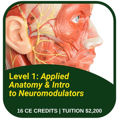 Neuromodulators And Fillers Program School Of Dentistry