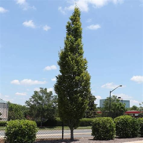 Skinny Columnar Trees For Landscaping Narrow And Tall