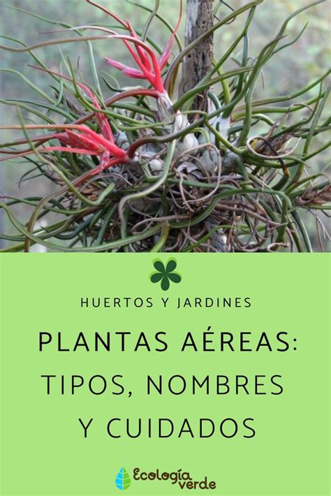 PLANTAS AÉREAS Tipos Nombres y Cuidados Plantas aéreas Plantas de