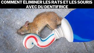 Comment Utiliser Du Papier Aluminium Pour Faire Peur Aux Rats