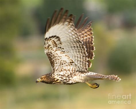 Red Tailed Hawk Hunting Photograph By Dennis Hammer Pixels