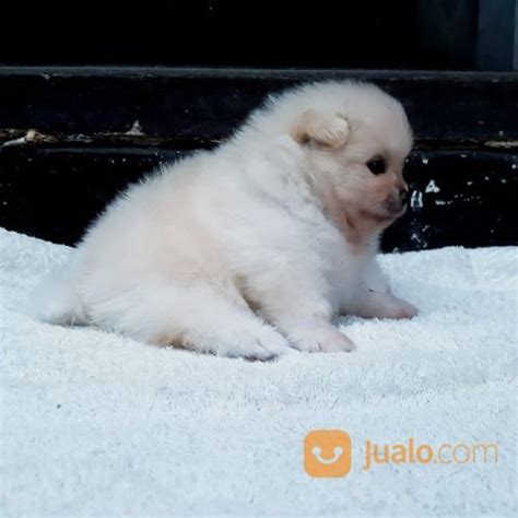 Anak Anjing Puppy Mini Pom Pomeranian Jantan Warna Unik Di Kota