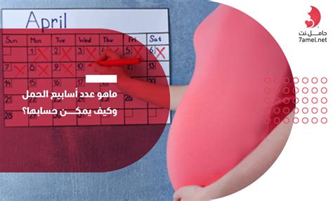 جدول اسابيع الحمل الصحيح حاملنت