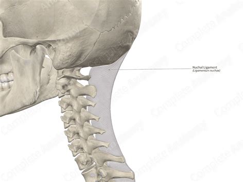 Nuchal Ligament Complete Anatomy