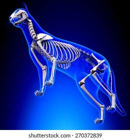 Cat Skeleton Anatomy Stock Illustration 270372839 | Shutterstock