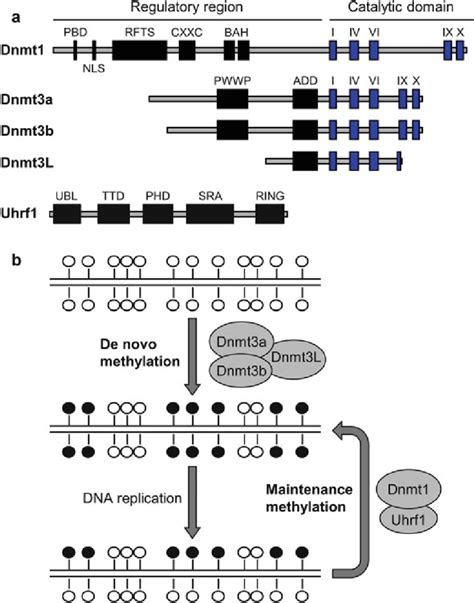 Dna Methyltransferases And Major Regulatory Proteins Involved In Dna