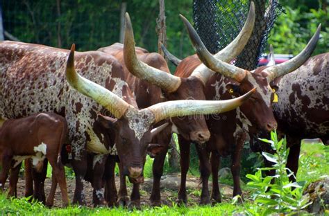 293 Cattle Sanga Stock Photos Free And Royalty Free Stock Photos From