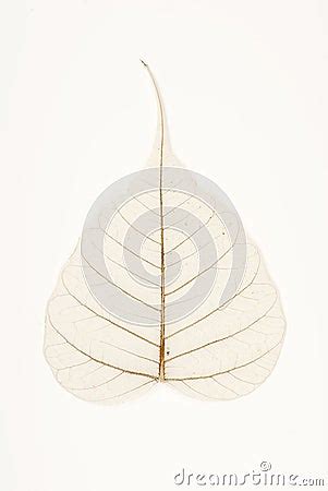 Banyan Tree Leaf Venation Royalty Free Stock Photo - Image: 5353285