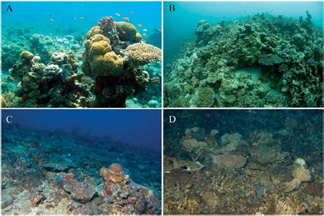 Shallow Habitat At 5 M A Mid Depth At 30 M B And The Deep Reef At