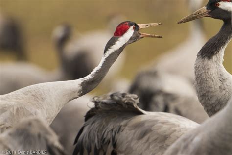 Pnfa Les Grues Cendr Es Du Der