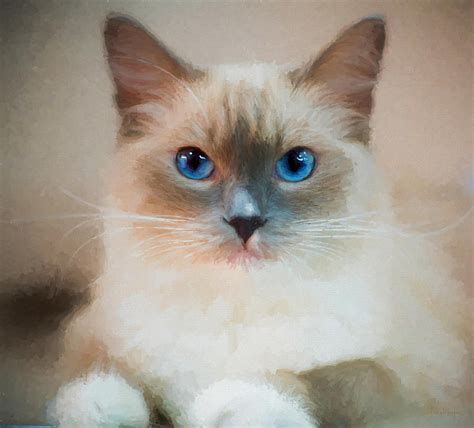 Blue Eyed Ragdoll Painting Painting By Ericamaxine Price Fine Art