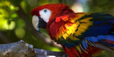 Papuga Papugi Psittacidae Dinoanimalspl