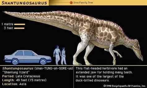 Shantungosaurus : Classification Règne Animalia Embranchement Chordata ...