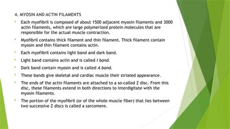 Skeletal Muscle Contraction Guyton Ppt Skeletal Muscle Ppt