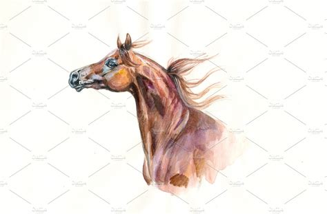 Arabian Horse Watercolor Illustrations Creative Market