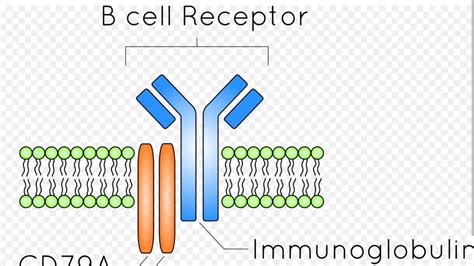 B Cell Receptor Bcreasy Explanation With Notes Youtube