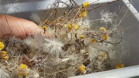 Some Varieties Of Western Australian Wheatbelt Everlastings Seeds