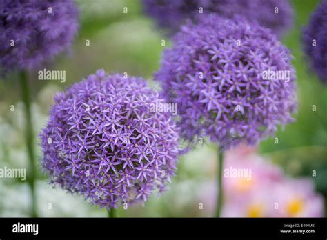 Purple Giant Allium Flowers Allium Giganteum Gladiator Stock Photo